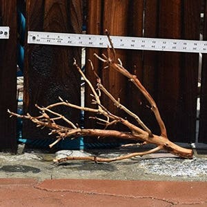 12"-16" MANZANITA DRIFTWOOD  Buy 2 Get 1 FREE! ( moss plant aquarium )