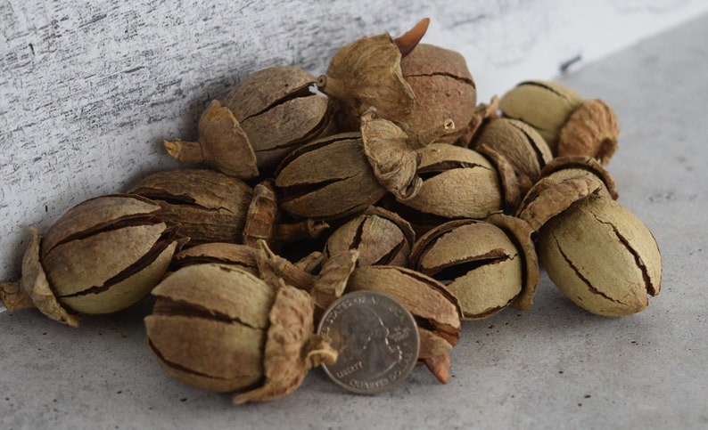 Alatus Pods for Shrimp, Fish, Aquariums Craft Supplies Botanicals - Etsy