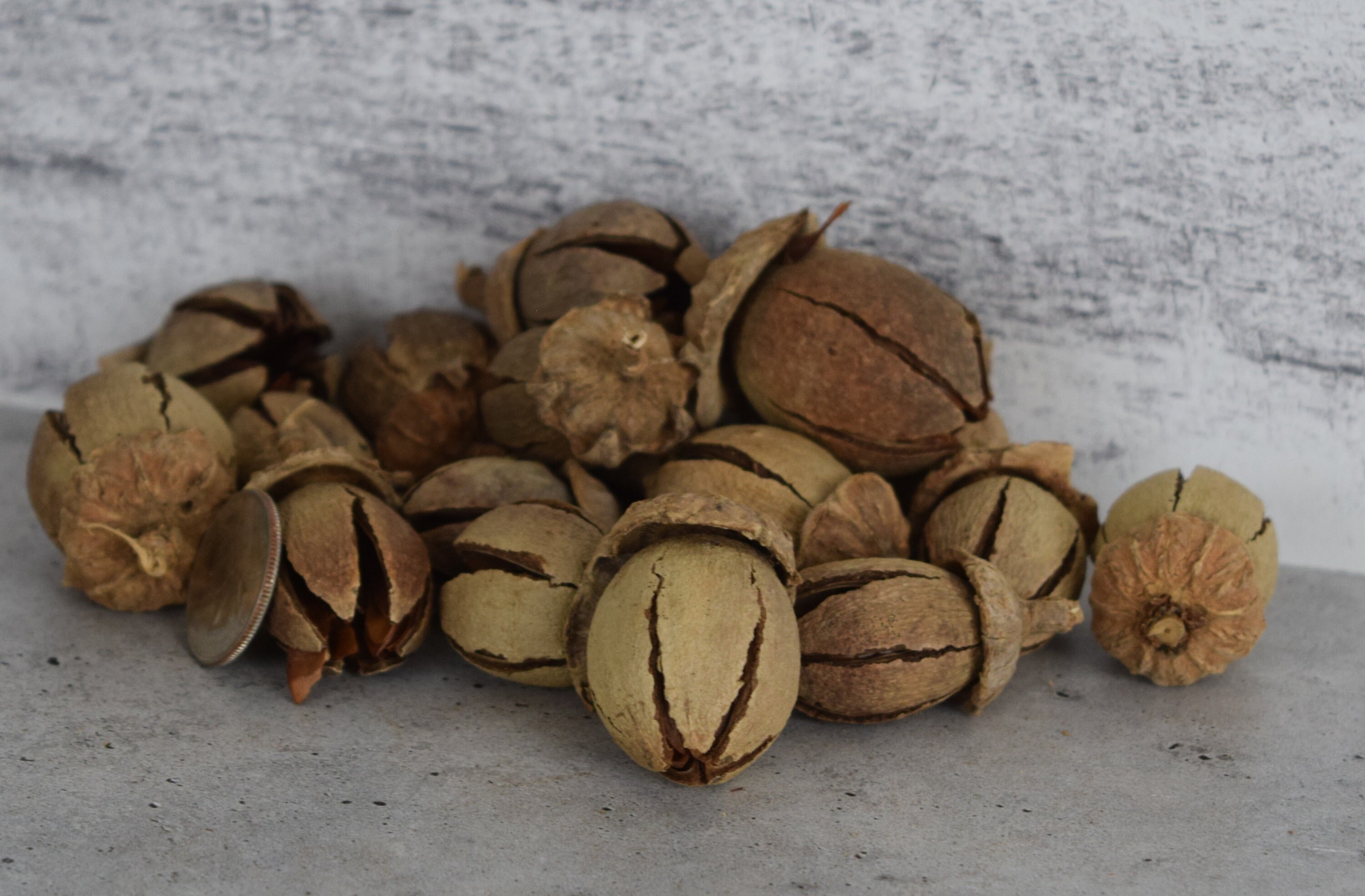 Alatus Pods for Shrimp, Fish, Aquariums Craft Supplies Botanicals - Etsy