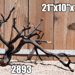 May include: A dark, charred-looking piece of driftwood with multiple branching limbs. A metal ruler is positioned behind the wood, showing a length of approximately 21 inches. The text 21"x10"x13" and the number 2893 are visible in the image.