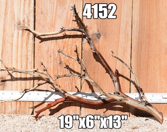 MANZANITA Driftwood aquarium centerpiece WYSIWYG ( moss plant aquarium ) Multiple choices
