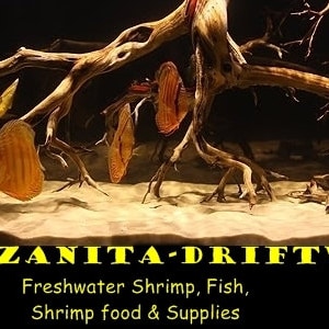 PETRIFIED WOOD great aquarium decor or Bonsai stones image 7