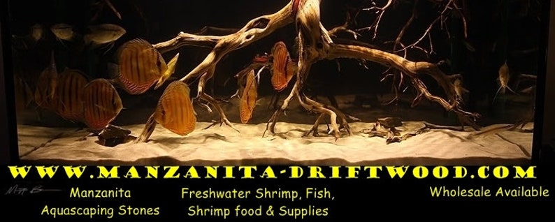 PETRIFIED WOOD great aquarium decor or Bonsai stones image 7