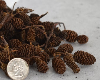 Alder Cones for Shrimp, Fish, Aquariums Craft Supplies Botanicals