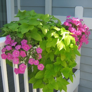 Deck / Balcony Planter (envío gratis a la parte inferior 48)
