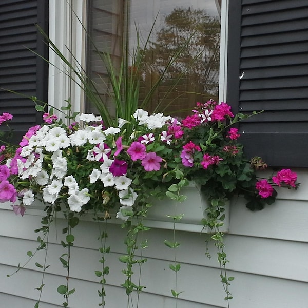 Window Box Etsy