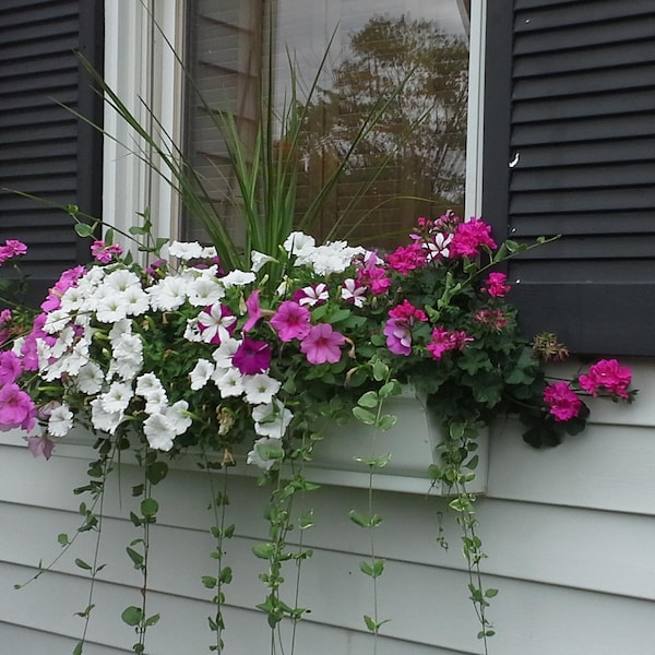 Best Window Box EVER- 3', 4' and 5'  length           (free shipping to lower 48)