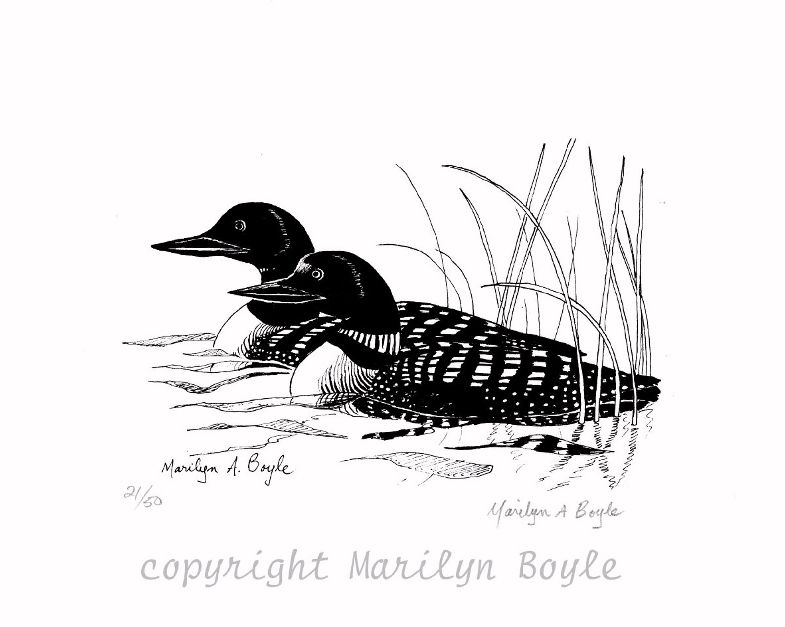 LOON PAIR INK Drawing Limited Edition run of 50 art lake Etsy