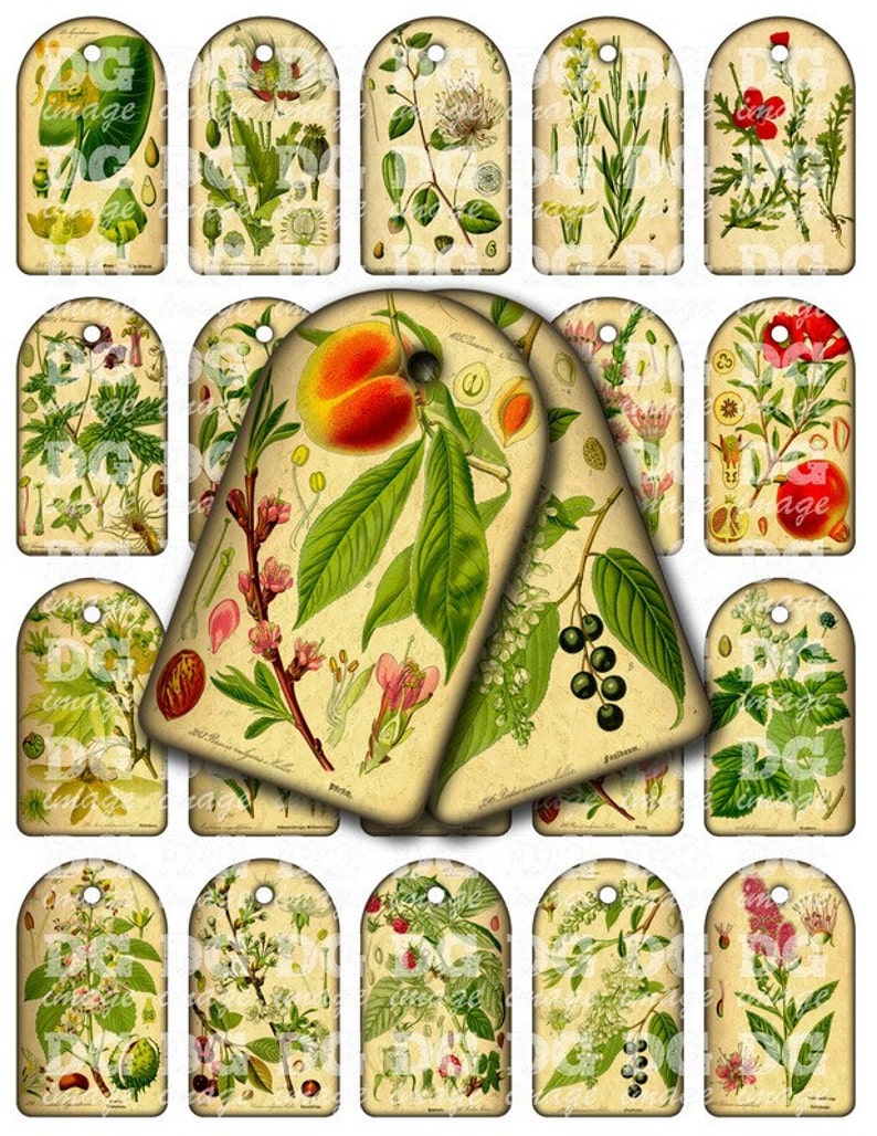 Digital Collage Sheet Instant Download Vintage Botanical Berries tags Printable gift tags Sheet 113 Jewelry holders