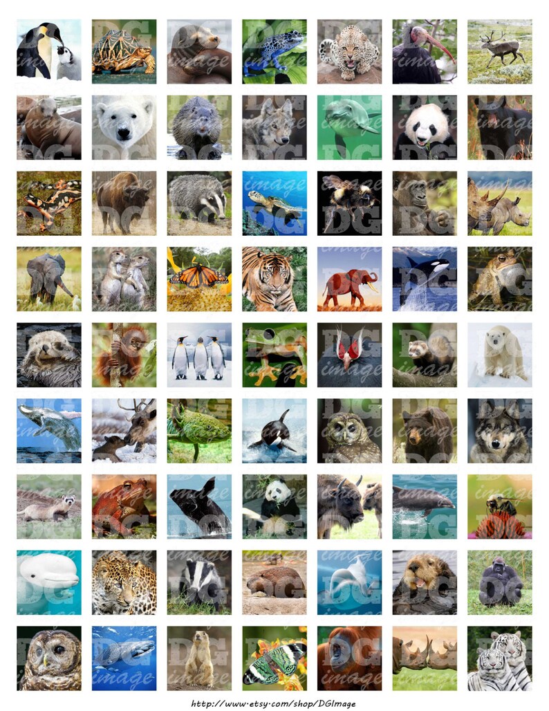 1x1 Endangered Animals Square Images 1 inch 25mm Red list