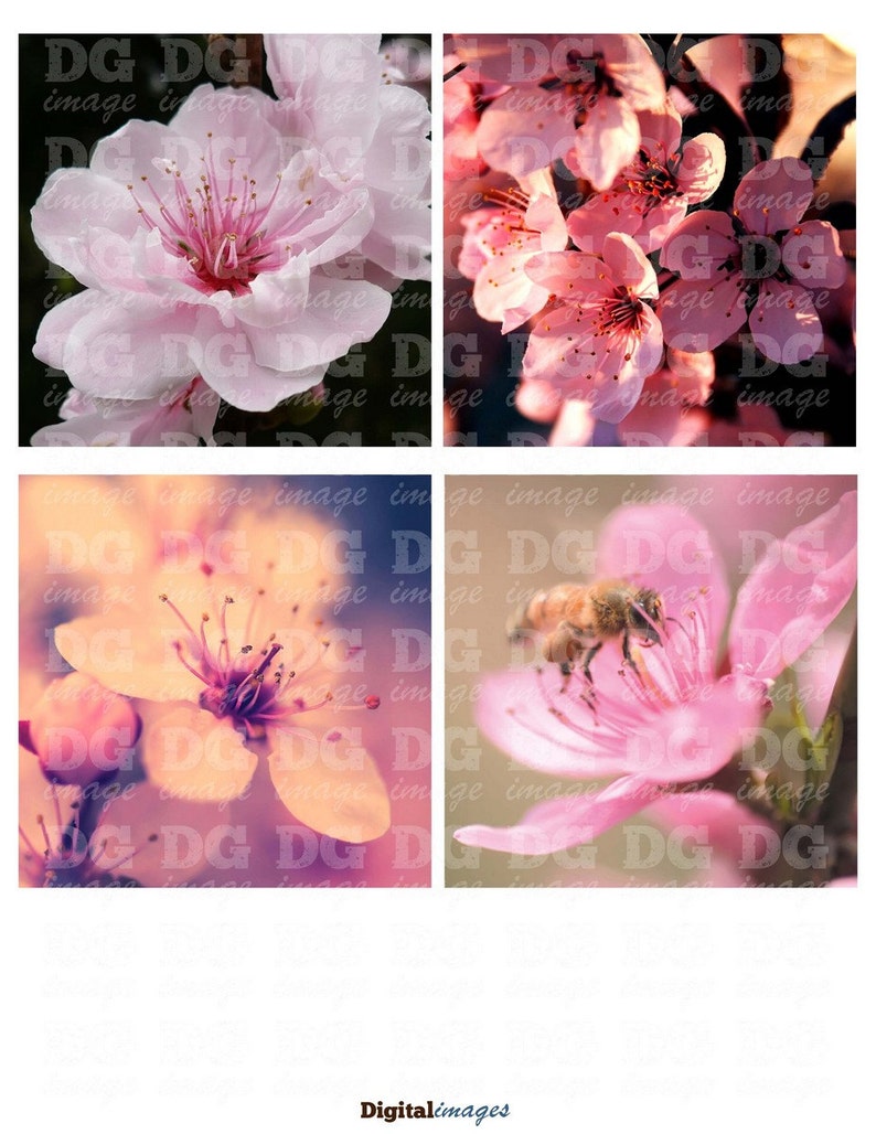Instant Download Stickers Blooming Sakura 4x4 inch tiles Digital Collage Sheet for Coasters Magnets Greeting Cards Scrapbooking