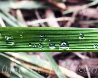 Charity of Your Choice, Rain-dropped Blade of Grass (photography print)