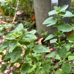 Dried Marjoram Herb-- 1 or 5oz. All naturally grown, no chemicals