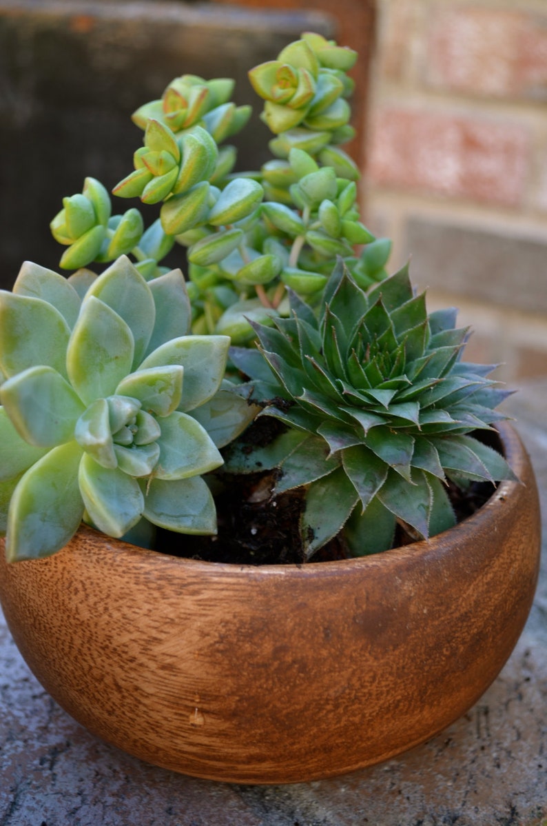 Green Succulent Surprise in acacia wooden planter pot Etsy