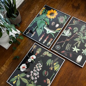 Set di 3 stampe artistiche incorniciate di carte botaniche tedesche vintage, illustrazioni floreali, gotiche, streghe, decorazioni di piante, del Dr. Johannes Christian D. Beck