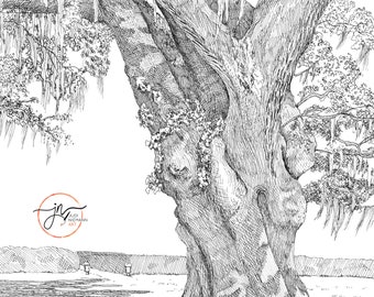 Airlie Oak | Fine Art Print | Airlie Gardens | Wilmington NC
