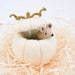 see more listings in the Halloween / autumn decor section