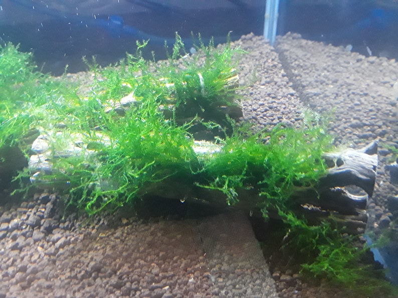 SALE Java Moss on Driftwood Aquarium Plant Etsy