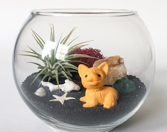 The JT Series: Desert Fox Terrarium Kit