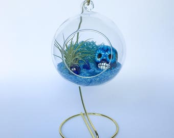 The Calavera Series: Sueño Azul Terrarium Kit