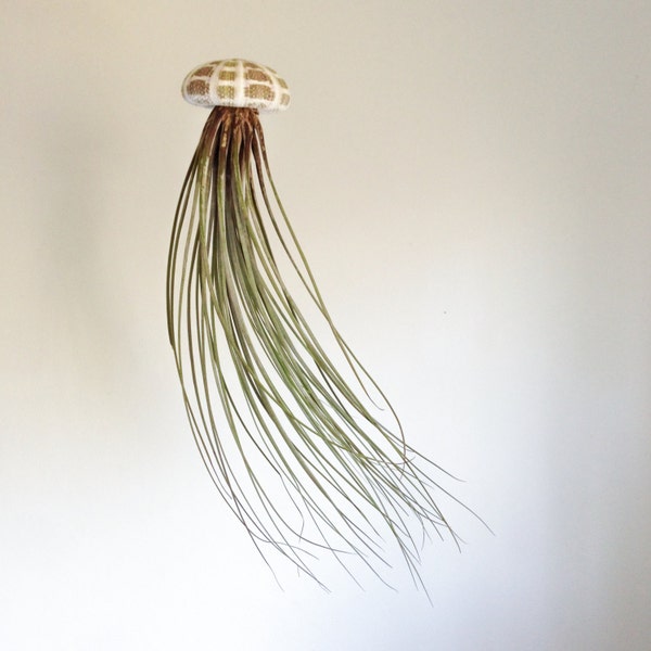 Juncea Alfonso Hanging Air Plant Sea Urchin "Jellyfish"