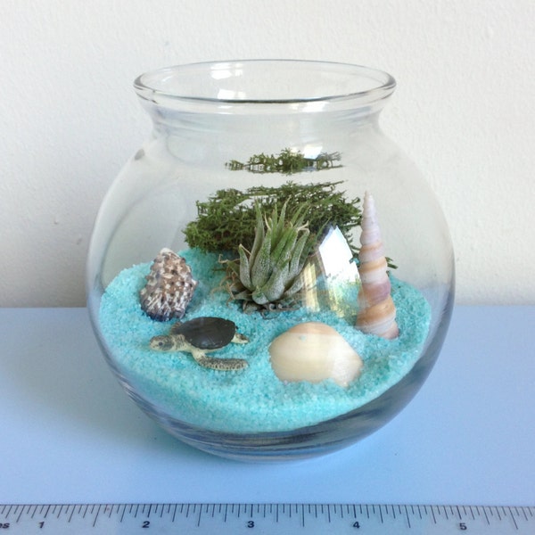 Sea Turtle Terrarium Kit