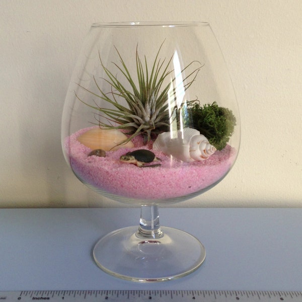 Sea Turtle Snifter Terrarium Kit (FREE SHIPPING)