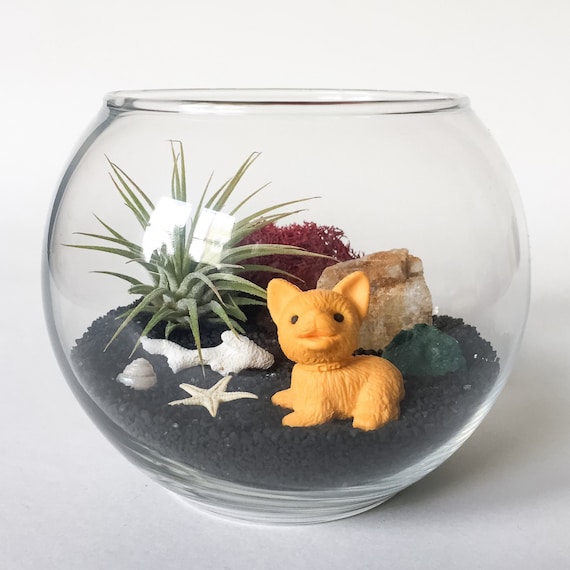 desert terrarium kit