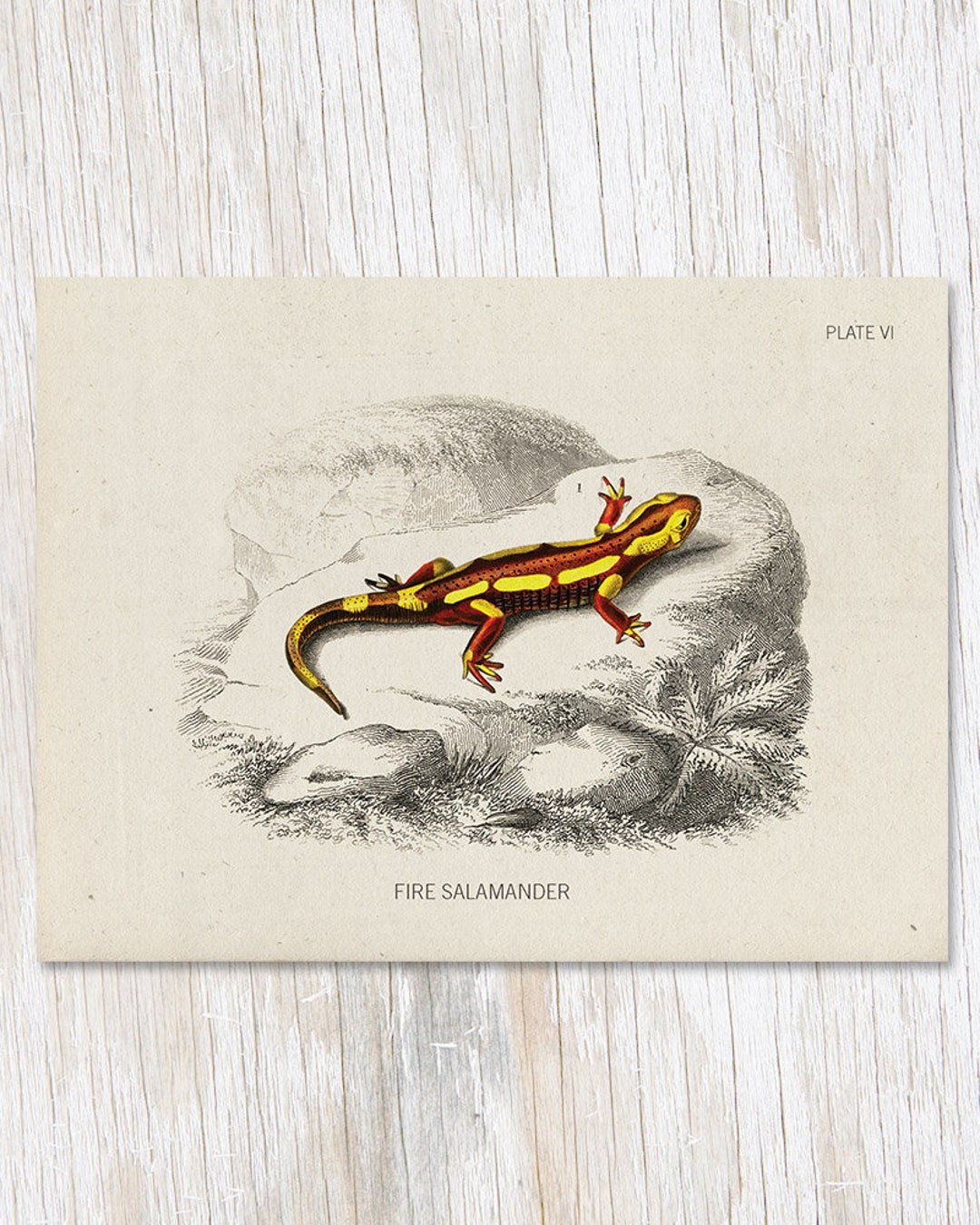 Fire Salamander Specimen Herpetology Gifts Biology Gifts - Etsy