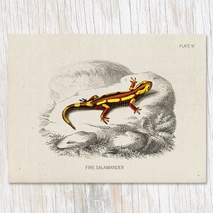 Feuer Salamander Exemplar | Herpetologie Geschenke, Biologie Geschenke, Professor Geschenk, College Student Geschenk, Salamander