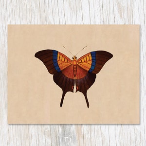 Tarjeta de felicitación de mariposa / impresión de insectos, ilustración científica, tarjeta de entomología, tarjeta de cumpleaños, regalo de entomología