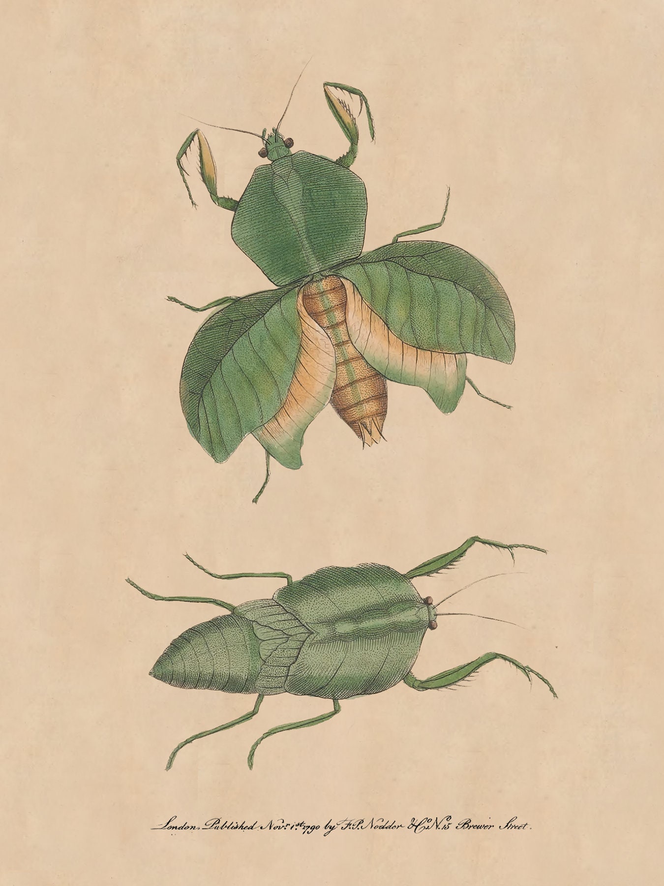 Botanical Card Insect Print Print Wildlife Card Entomology - Etsy Israel