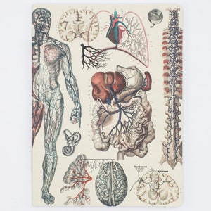 Anatomy: Vascular Heart Softcover | Medical Student Gift, Biology Gifts