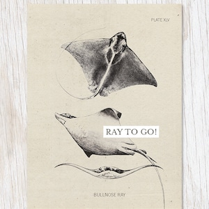 Ray para ir! Parabéns do oceano Cartão Comemorativo | Ilustração Científica, Cartão Pensando em Você, Cartão de Graduação, Biólogo Marinho