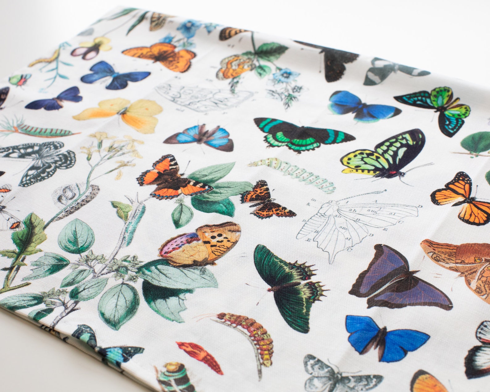 Butterfly Tea Towel Biology Gifts Entomology Gifts Insect Etsy