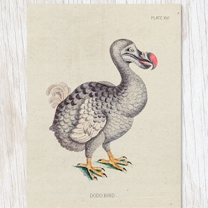 Tarjeta de felicitación de especímenes de aves dodo, tarjetas de ornitología ilustradas en blanco en el interior, tarjetas de aves extintas, regalos de Dodo, tarjetas nerds extravagantes,