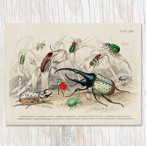Käfer Teller 2 | Entomologie Geschenke, Biologie Geschenke, Professor Geschenk, Skarabäus Käfer