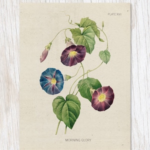 Morning Glory Exemplar | Botaniker Geschenk, Biologie Geschenke, Professor Geschenk, College Student Geschenk