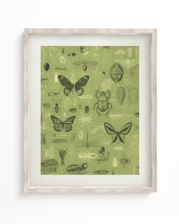 Insect Museum Print, Biology Art, Biology Gift, Moth Print