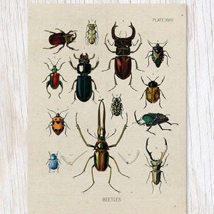 Käfer Teller 3 | Entomologie Geschenke, Biologie Geschenke, Professor Geschenk, Skarabäus Käfer