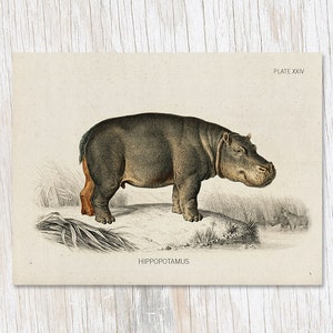 Nilpferd Exemplar | Biologie Geschenk, Professor Geschenk, College Student Geschenk, Nilpferd Geschenk, Tierkarten