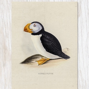 Puffin Greeting Card / Ornitología, Puffin Print, Profesor Gift, Science Stationery, Biology Art, Biology Gifts