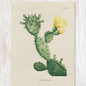 Kaktus Teller 1 | Botaniker Geschenk, Biologie Geschenke, Professor Geschenk, College Student Geschenk, Opuntia