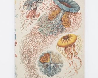 Haeckel Jellyfish Softcover | Marine Biology Gifts, Marine Life, Scientific Illustration