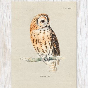 Tawny Eule Karte | Ornithologie, Eulen, Biologie Geschenke, Vogelvogel, Professor Geschenk, Wissenschaft Grußkarten