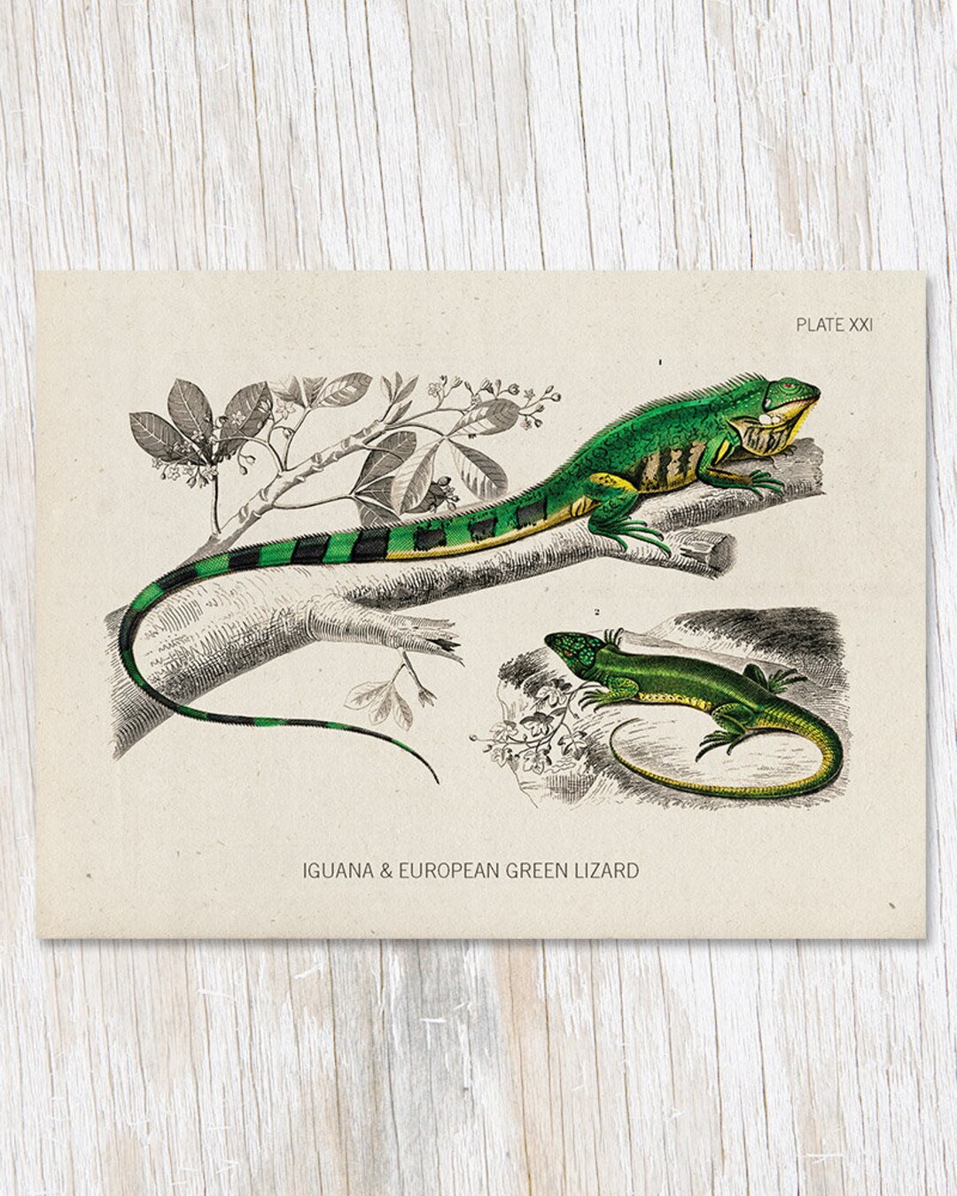Lizard Specimen Herpetology Biology Gifts Professor Gift - Etsy