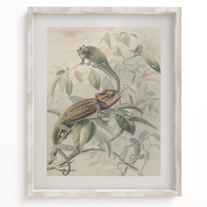 Chameleon Museum Print, Biology Art, Biology Gift