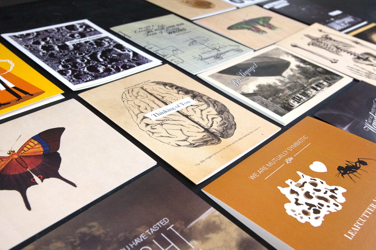 Butterfly Greeting Card Insect Print Scientific | Etsy