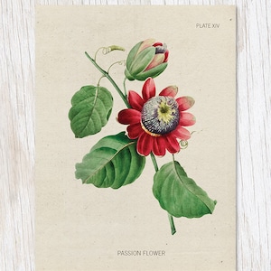 Passion Blumenexemplar | Botaniker Geschenk, Biologie Geschenke, Professor Geschenk, College Student Geschenk, Passiflora