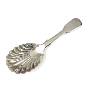 Pode incluir: Uma colher de metal prateado com uma concha em formato de vieira com sulcos profundos e radiantes. O cabo é liso, plano e afunila em direção a uma extremidade arredondada, proporcionando um contraste com a concha decorativa e texturizada.
